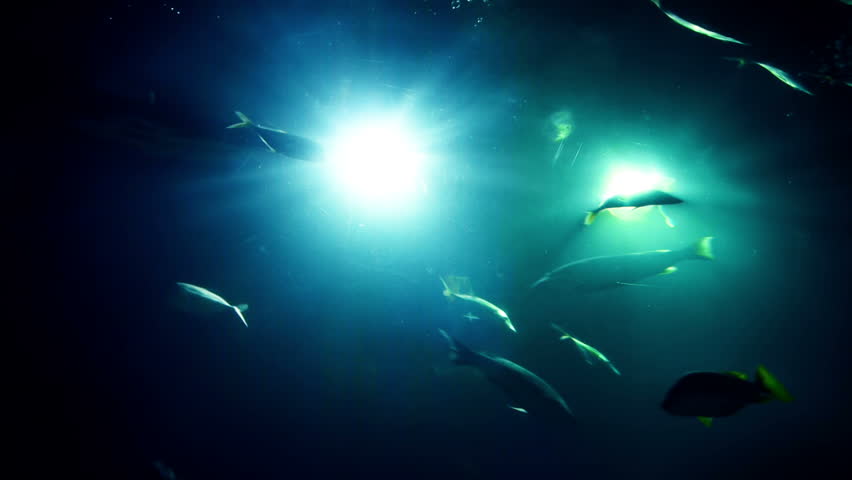 Crowd of fish