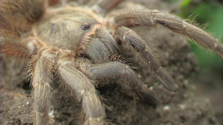 Tarantula