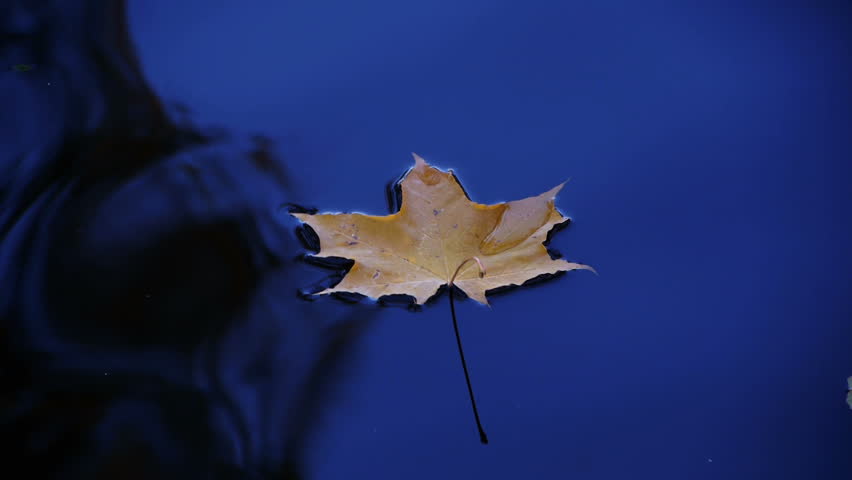HD - Maple leaf is traveling to the waterfall_scene02
