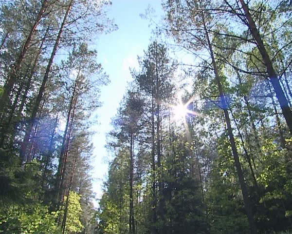 Gravel road in a pine forest. Sun penetrating through the branches. 