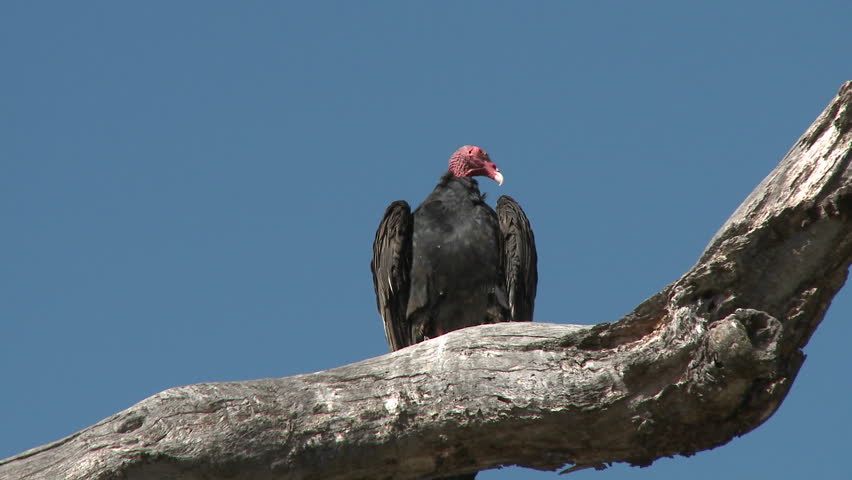 Turkey Vulture (Cathartes aura) sunning themselves on the Ojai Meadow Preserve, California.
