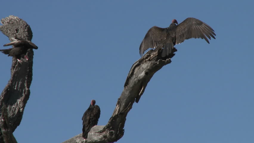 Turkey Vulture (Cathartes aura) sunning themselves on the Ojai Meadow Preserve, California.