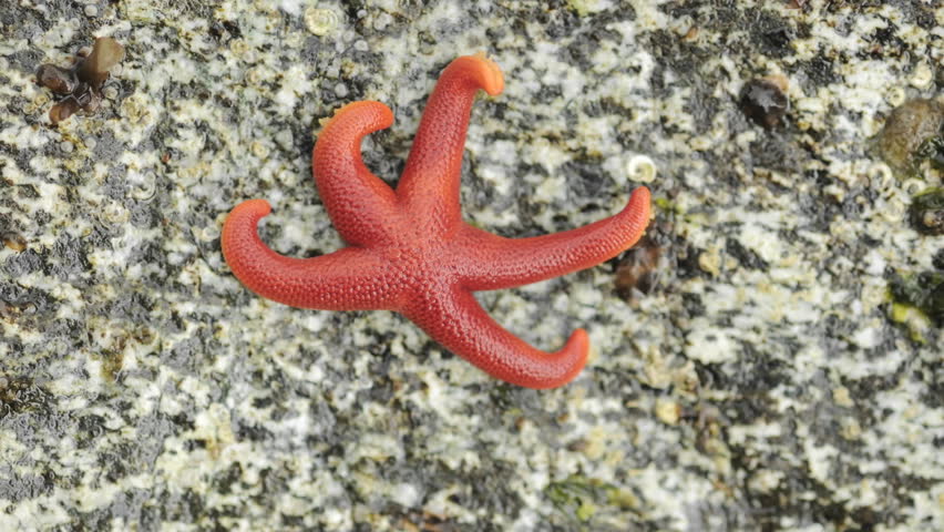 Time lapse of an Ochre sea star, Pisaster ochraceus moving across a rock on George Island in Southeast, Alaska.