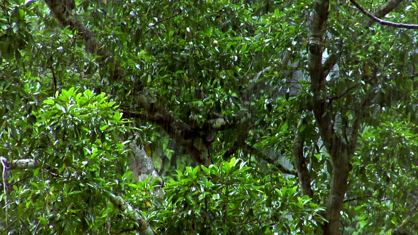 rain forest