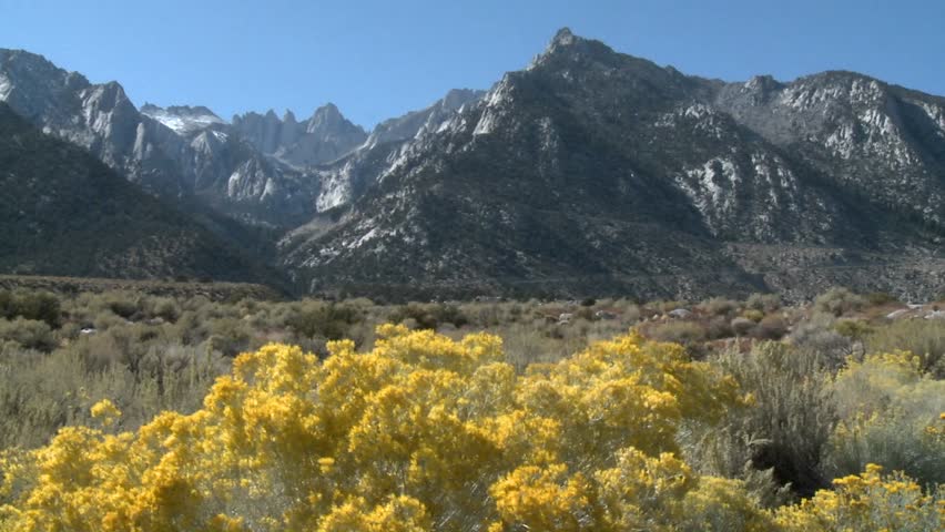 Horizontal pan over wild flowers in the Alabama Hills and the Sierra Nevada Range above Lone Pine, California.