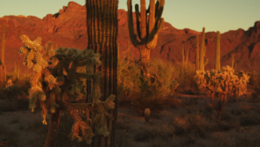 Desert landscape with Teddy Bear Chollas and Saguaro Cacti