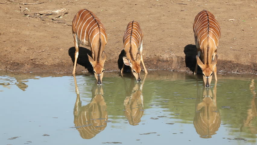 Three female Nyala antelopes (Tragelaphus angasii) drinking water, Mkuze game reserve, South Africa
