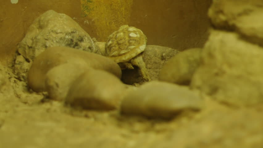 Pancake Tortoise.