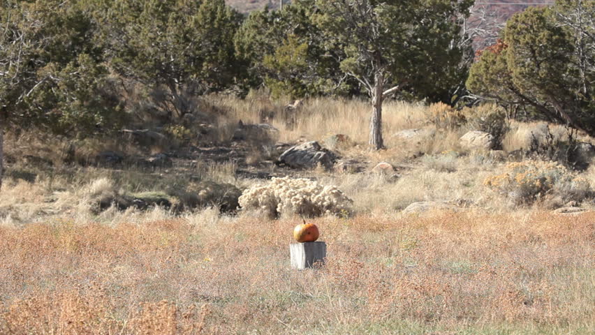 Pumpkin violently explodes after being struck by a high power rifle. Complete vaporization in a cloud of parts. Halloween or harvest subject.