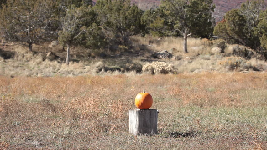 Orange Pumpkin violently explodes after being struck by a high power rifle. Complete vaporization in a cloud of parts. Halloween or harvest subject.