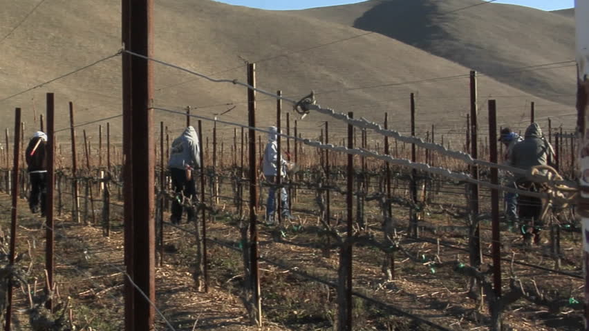 Pan across field workers pruning dormant grape vines in a California vineyard.