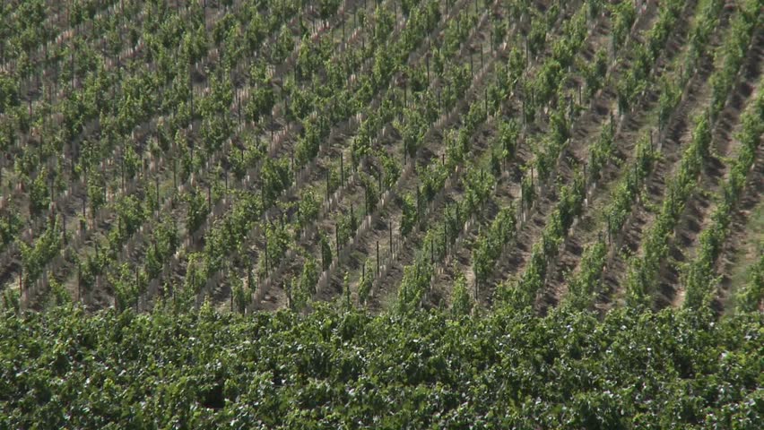 Wine blows through a vineyard in the Salinas Valley wine country, Monterey County, California.
