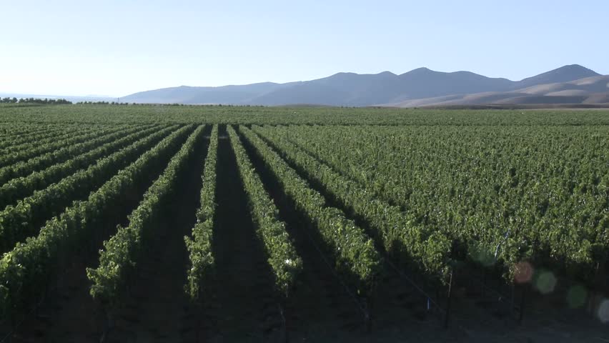 Wine blows through a vineyard in the Salinas Valley wine country, Monterey County, California.