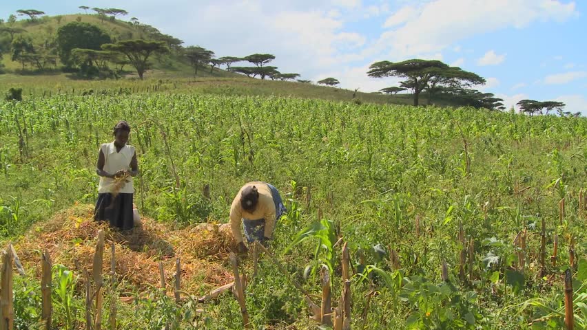 Two women work in the fields on a farm circa 2009 in Kenya.