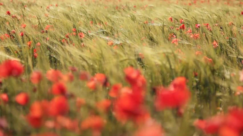 Field of red flower and corn video under the sun, strong death of field, vivid colors