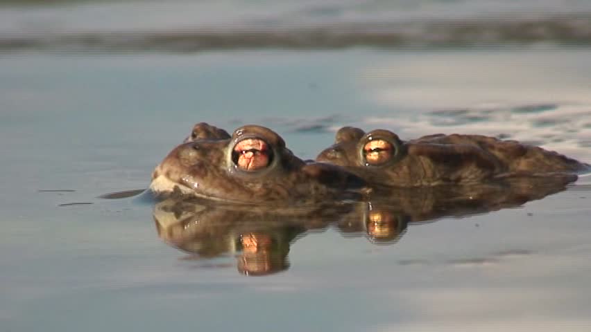 frog sex
