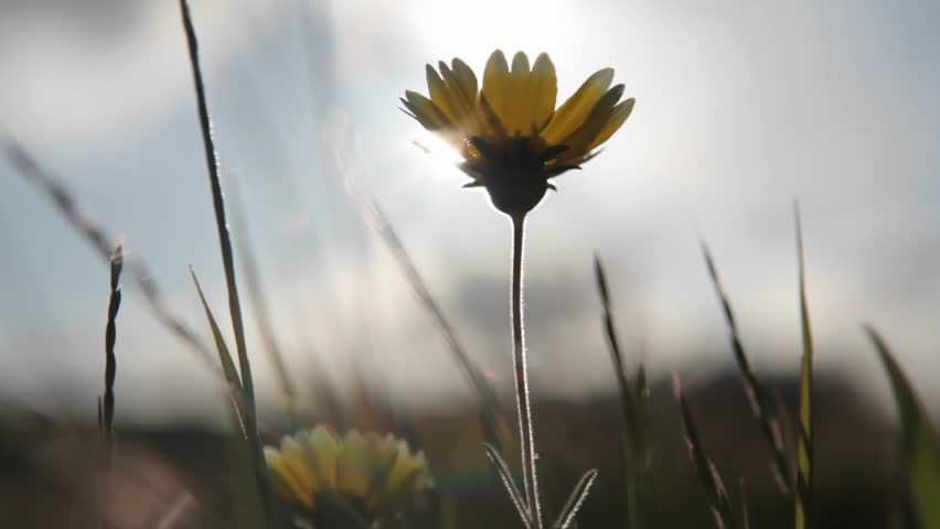 A small wildflower and surrounding grasses are swayed by wind gusts.