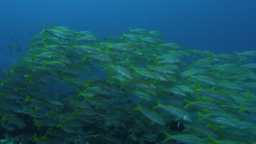 School of GoatFish