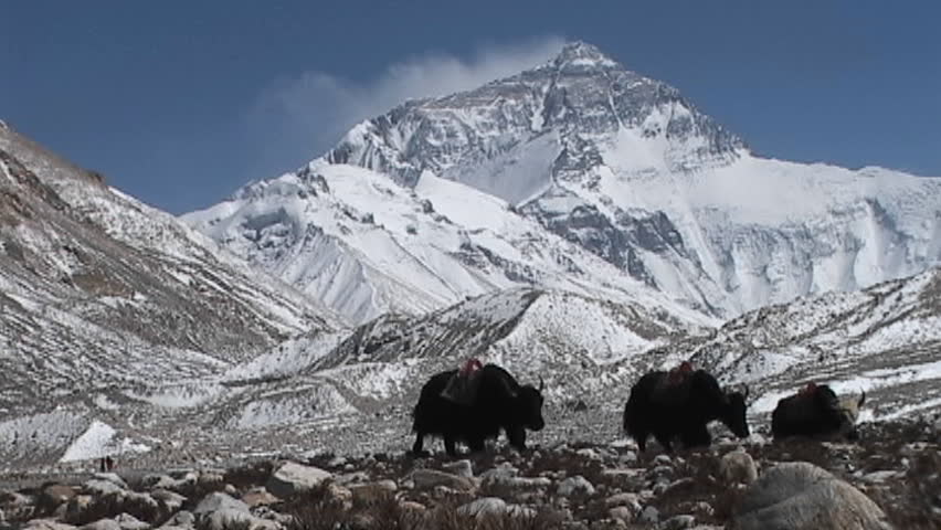 Yaks walking towards Everest base camp with Mt. Everest in the background