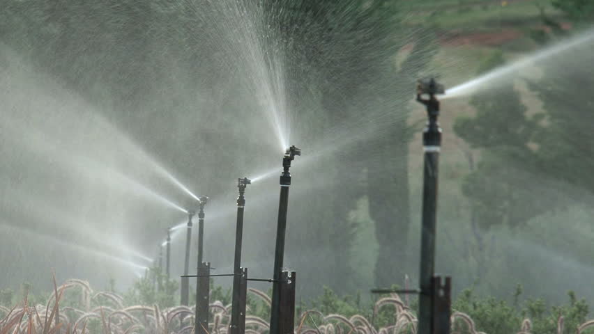 giving water to the plants