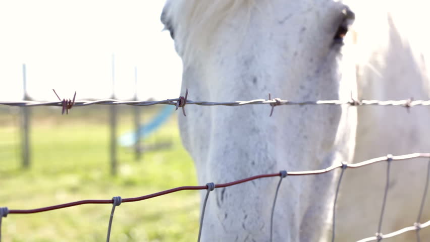 White horse behind barbwire fence