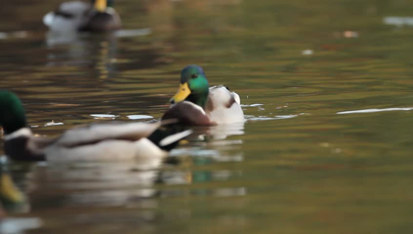Mallards Floating On Water On A Late Autumn Afternoon