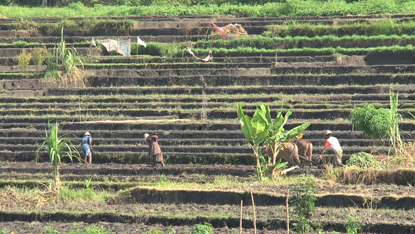 Farmers at work Bali indonesia