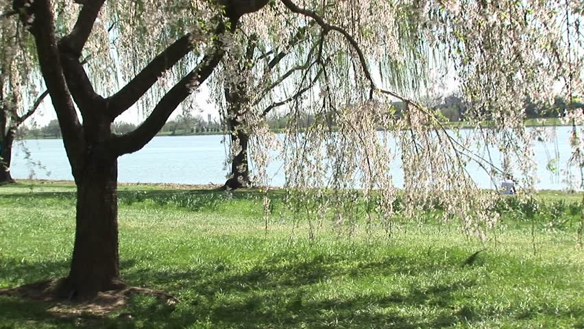 Cherry blossoms wave gently with the breeze.