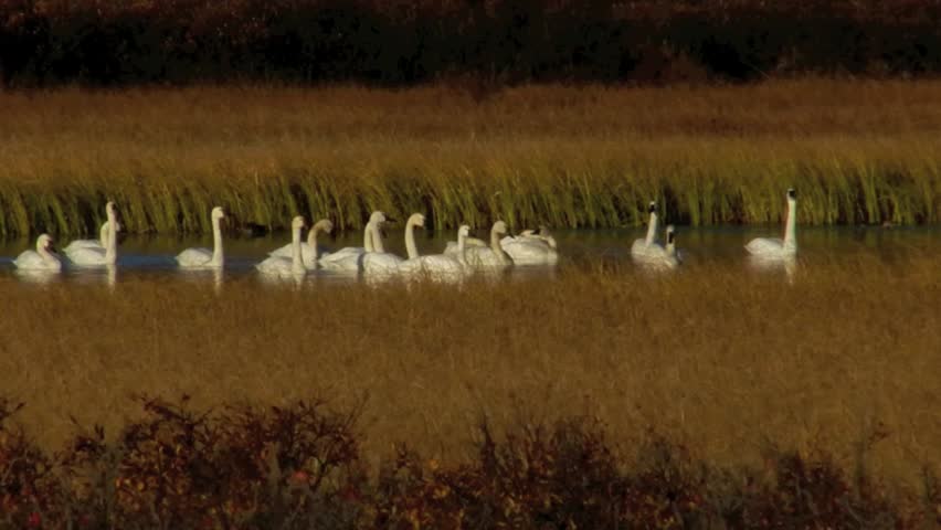 Trumpeter Swans make migratory stop at a pond in Denali National Park, Alaska