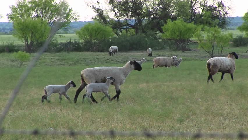 Ewe and two lambs walk across a field