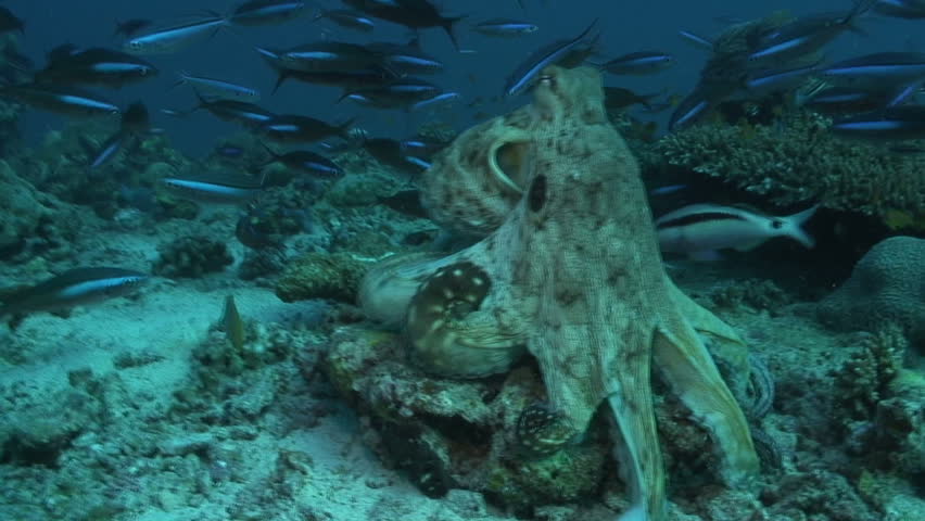 Octopus