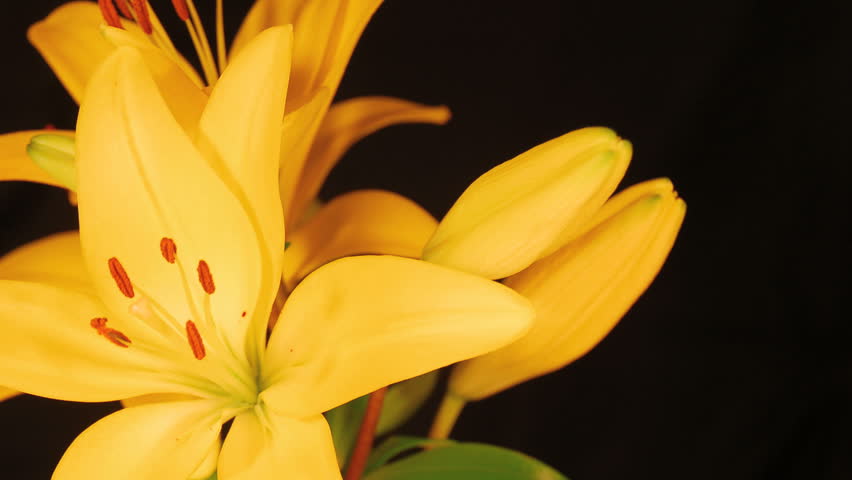 Yellow lily opening time lapse
