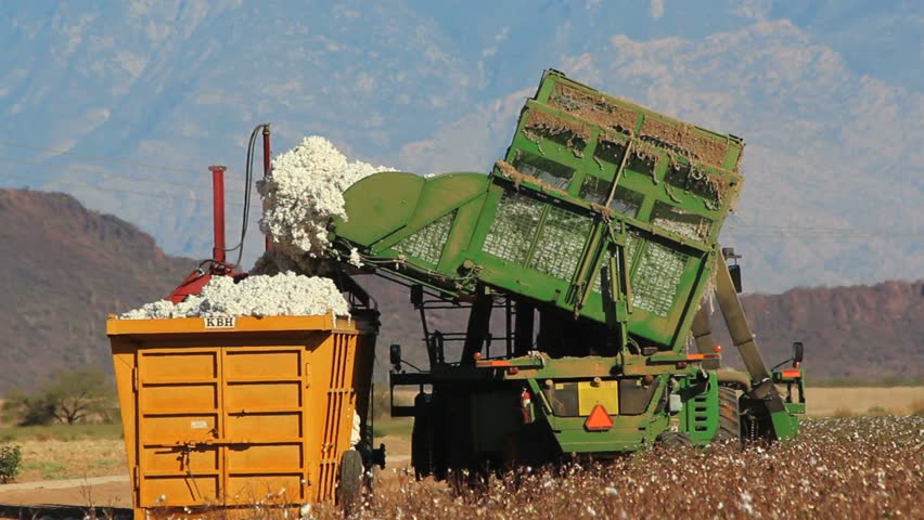 Mechanical harvester unloads cotton into compactor during harvest. 1080p