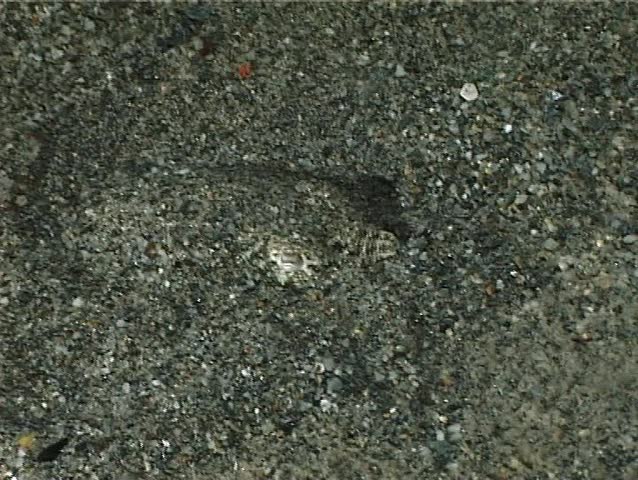 As soon as the prey is within reach, the Cuttlefish extracts and retracts these two tentacles and in a fraction of a second the prey is caught Ã¢â¬Â¦ here is the Plankton that pays the price.