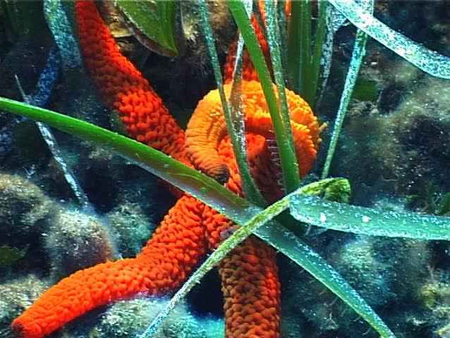 A Red Starfish move on a Posidonia Oceanica. Shot captured in the wild in the Mediterranean Sea (Italy) by 3CCD camcorder - PAL system. 