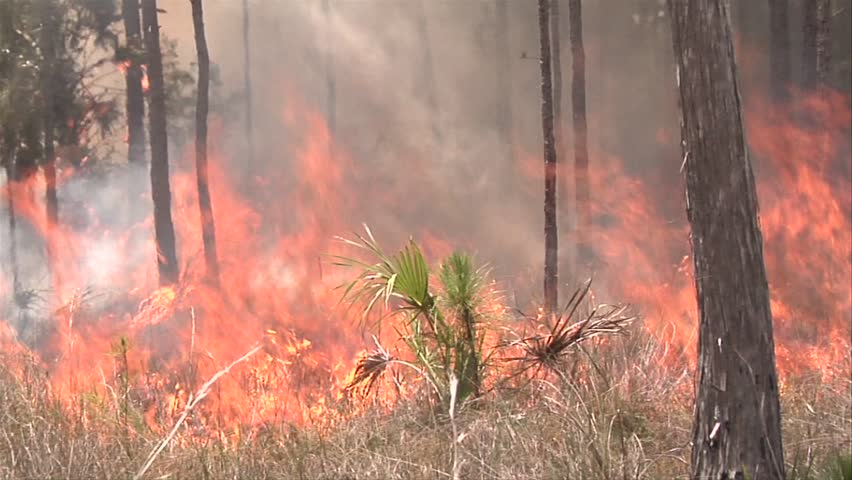 EVERGLADES, FL - CIRCA 2009: Firefighter uses a drip torch to conduct a prescribed fire circa 2009 in the Everglades.