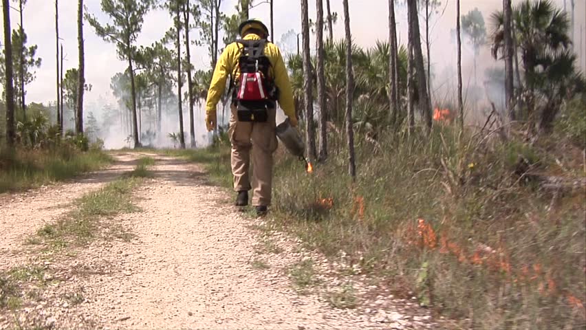 Wildland firefighter uses a drip torch to conduct a prescribed fire in the Florida Everglades
