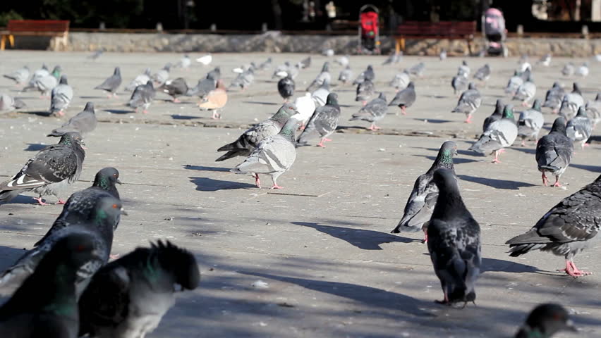 Family feeding flock of pigeons on town square. HD 1080i.