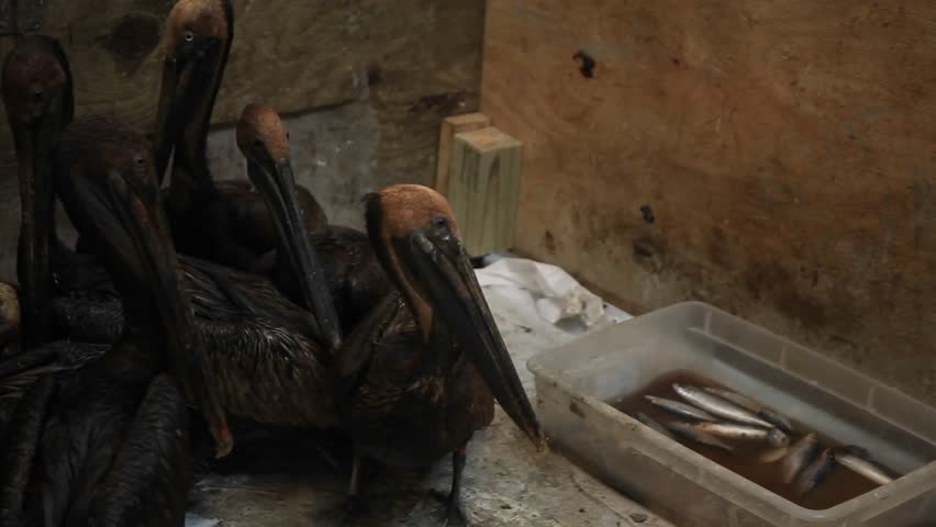 Pelicans are covered in tar and oil after the BP oil spill disaster 