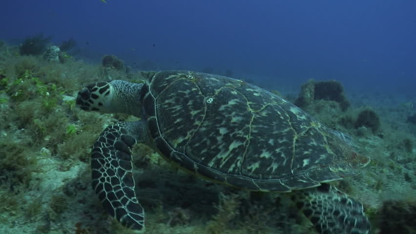 Hawksbill