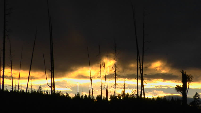 Trees that survived a forest fire in Yellowstone National Park stand in silhouette..