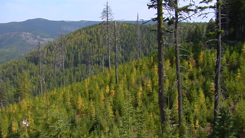 Evergreen trees grow in a recovering forest