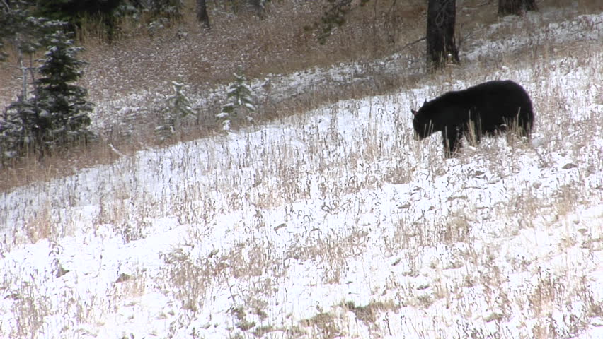 A black bear walks down a snowy hillside