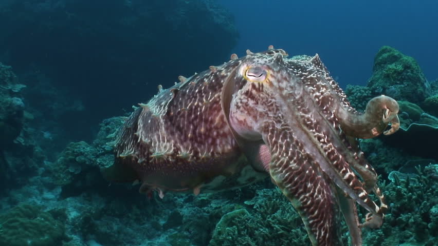 Cuttlefish