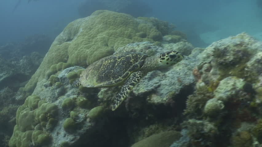 Hawksbill swimming