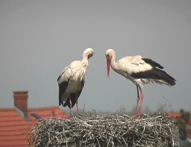 white stork (ciconia ciconia) Ruehstedt, Germany