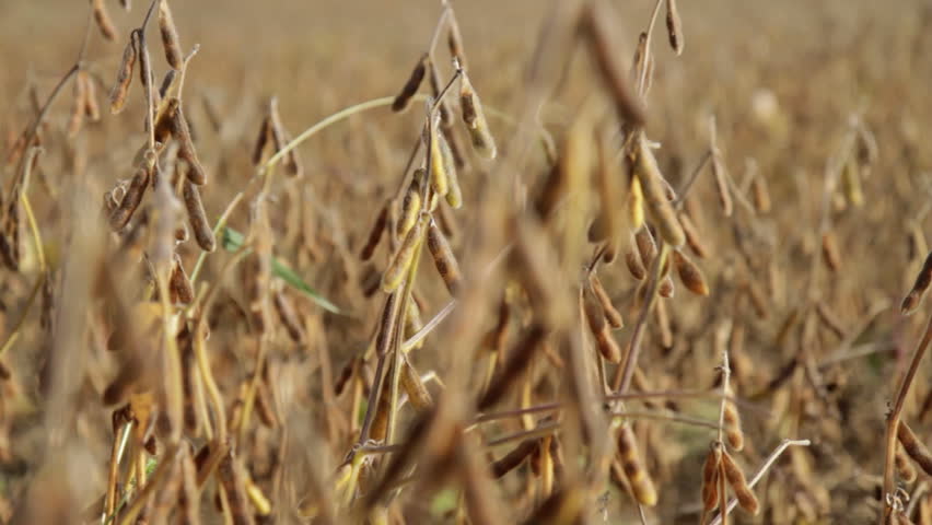 Fall Soybean Field - rack focus