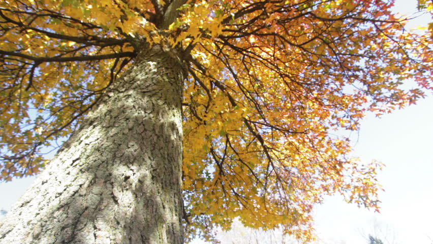 A view from the ground underneath a fall tree - wide angle.