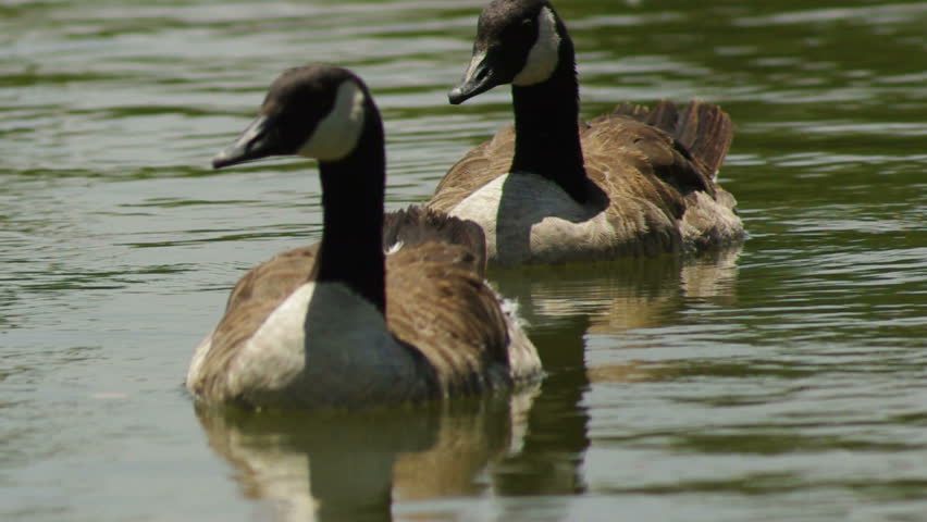 Canadian Geese.