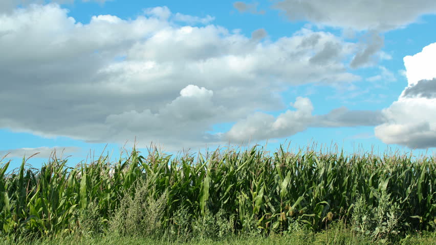 summer timelapse of corn field with blue sky